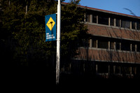 101119 MCOM Roos are everywhere pole signs outside cherry hall